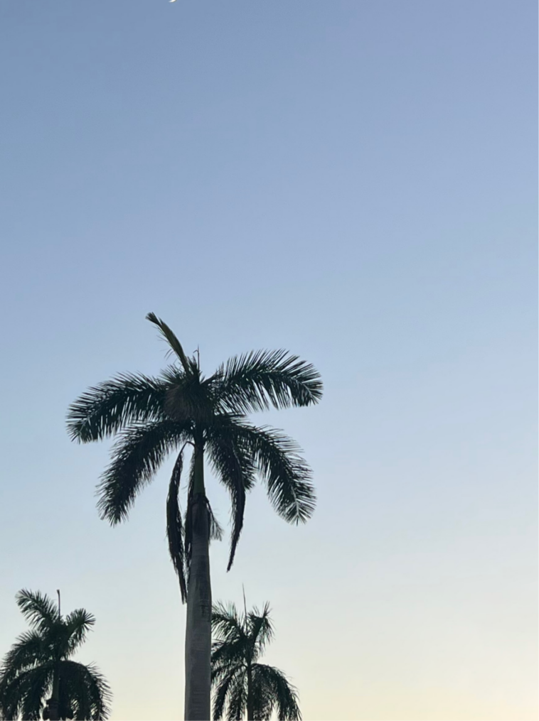 palm tree